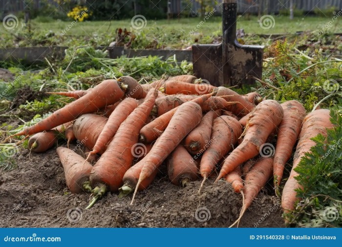 Praktik Berkebun Organik Panduan Lengkap